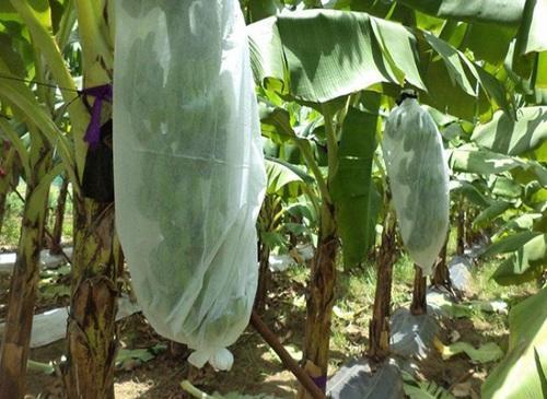 Non Woven Banana Fruit Cover