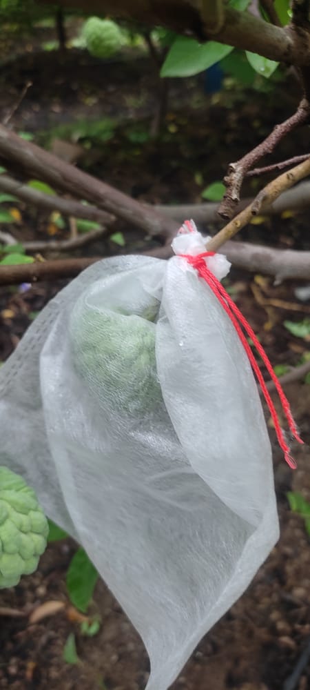 Non Woven Custard Apple Fruit Cover