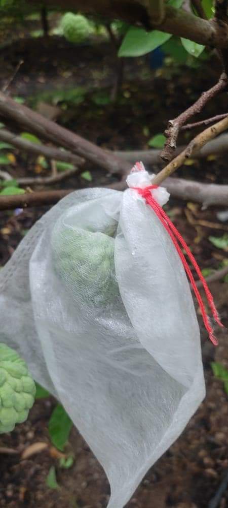 image15