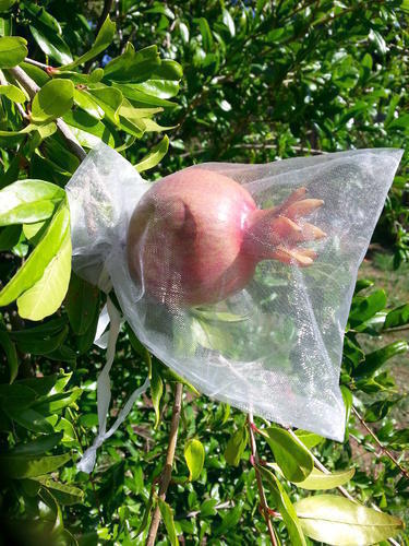 Pomegranate Fruit Protection Cover