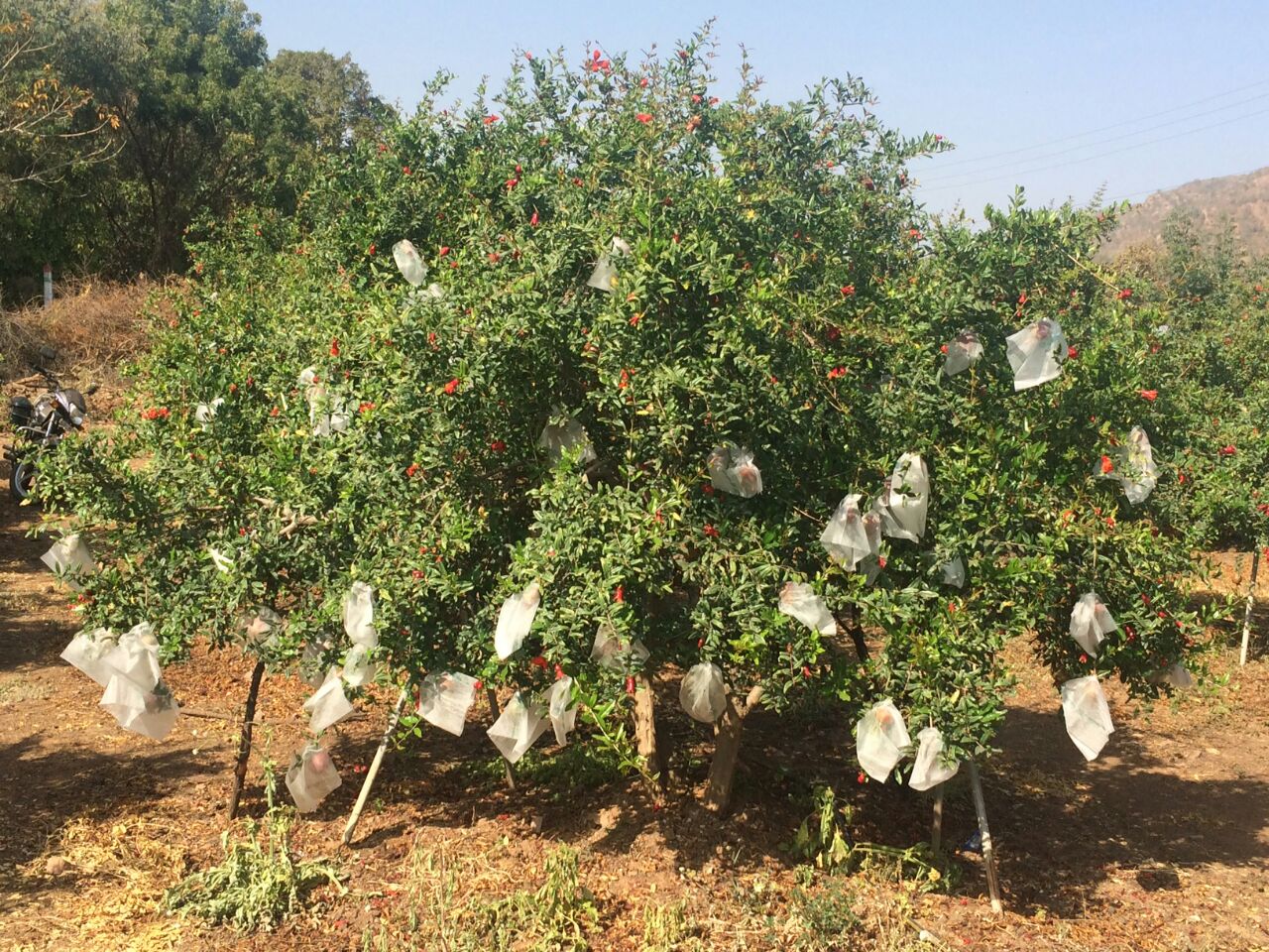 Non Woven Fruit Cover