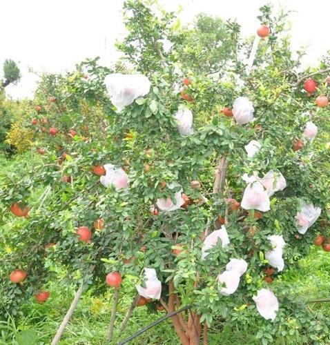 Non Woven Pomegranate Fruit Cover
