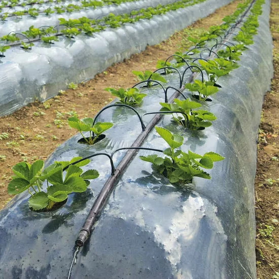 Plastic Mulch Film for Agriculture