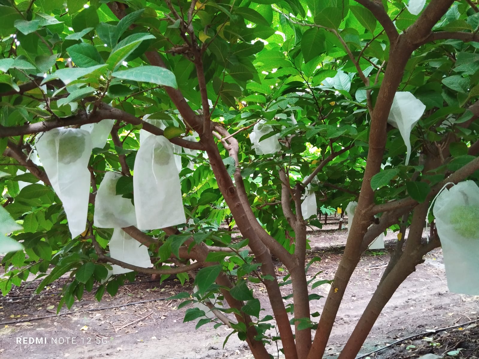 Non Woven Grapes Fruit Cover